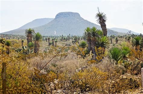 Este necesita tierra que drene muy rápido, así que elige un sustrato especial para este tipo de planta. SLP tiene el desierto con más especies de cactus en México ...