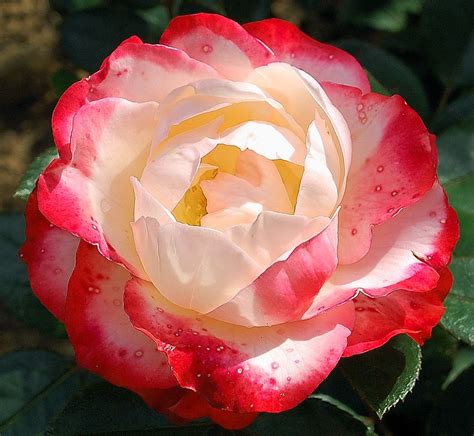 Rose Nostalgie Types Of Roses Growing Roses Rose