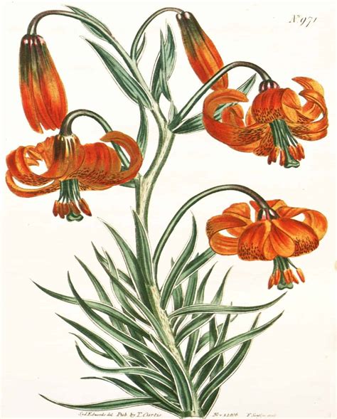 Free Printable Orange Botanical Art - Simply Made by Rebecca