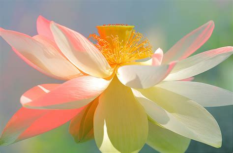 That produced a cohering ideology among rebel groups, uniting them in common purpose and supplying discipline with. How to Choose Lotus Flowers or Water Lily Flowers for Your ...