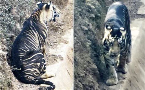 Extremely Rare Black Tiger Spotted In India In Pictures Strange Sounds