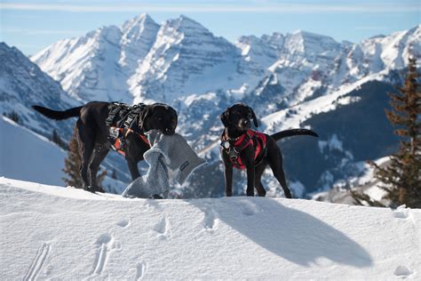 River And Moxie Two Hardworking Avalanche Rescue Dogs Dogswithjobs