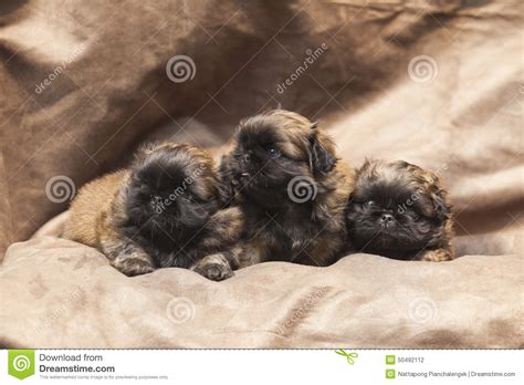Consider the sapsali puppy price and sapsali puppy litter size before getting a sapsali dog. Pekingese cute dog puppy stock photo. Image of ...