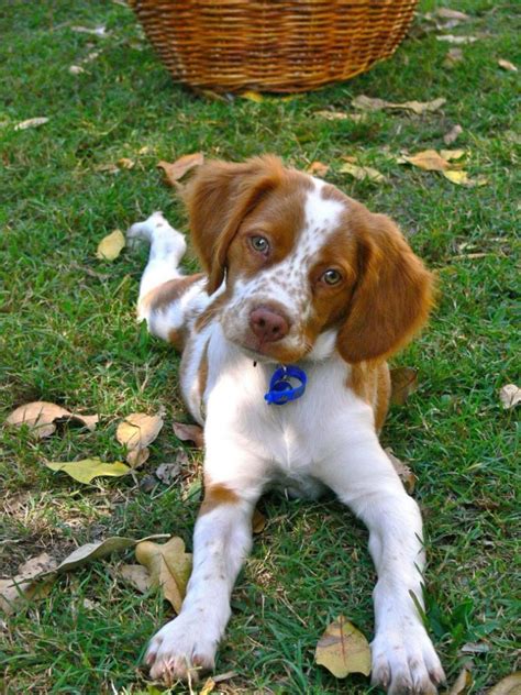 14 Pics That Show Brittany Spaniels Are The Best Dogs Pettime