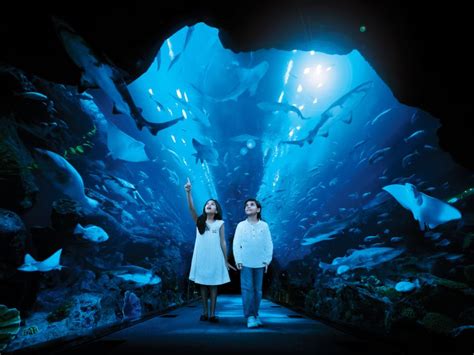 Dubai Aquarium Underwater Zoo And Penguin Cove Experience Getyourguide