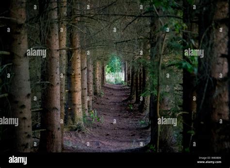 Pathway between evergreen trees Stock Photo - Alamy