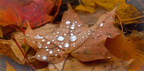 Drops Of Rain Water On Fallen Autumn Maple Leaves Stock Image Image