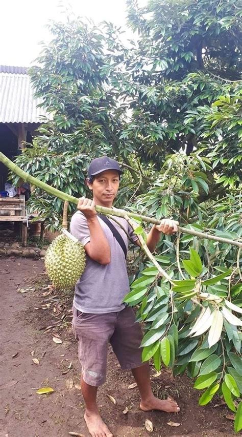 6 sebab disyorkan tanam musang king. Berita TV Malaysia: Sapa nak lagi anak pokok durian musang ...