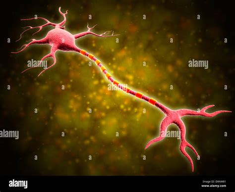 Neuron Axon Single Fotografías E Imágenes De Alta Resolución Alamy