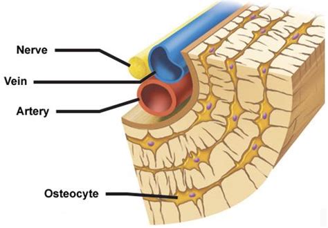 They make up the long bones in the body. Biology 241 Final - Bones Flashcards | Easy Notecards