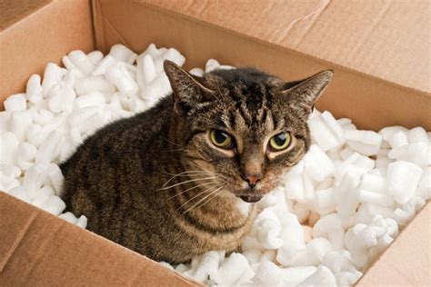 Moving with cats can be stressful, you'll have no idea how they'll react till the big day. 9 Tips to Make Moving Easier for Your Cat - Catster