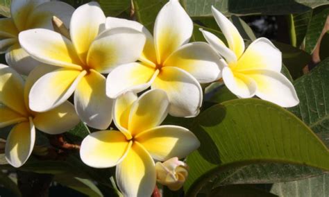 Akan tetapi bisa kita jumpai juga jenis bunga hias ini di indonesia. Bunga Nasional 10 Negara ASEAN Yang Mempesona - Jenis.net