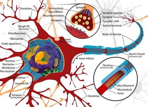 Nerve Cell Diagram Labeled Clipart Best
