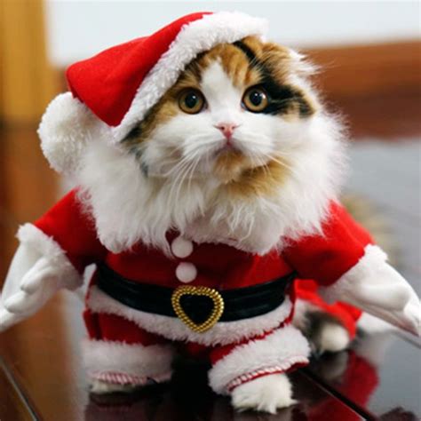 Santa Cat Costume With Images Cat Costumes Christmas Animals