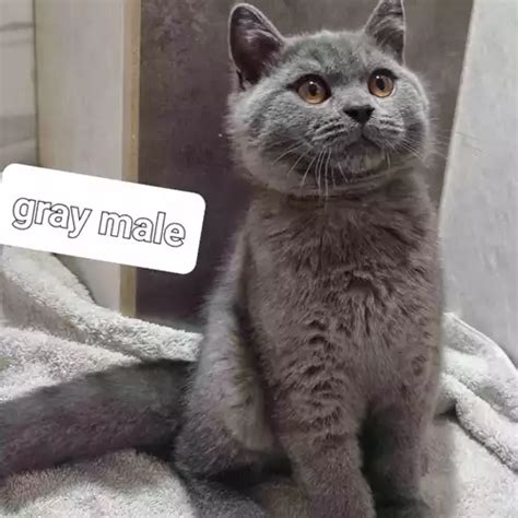British Shorthair Kittens For Sale In Boston Lincolnshire