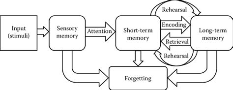 A model that represents memory as consisting of three separate components called the sensory register, the short term store and long term store, and distinguishes between structural features and control processes. The 3 Stages of Memory: An In-Depth Guide (with Examples!)