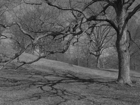Black And White Tree At The Biltmore Estate Nc Trees