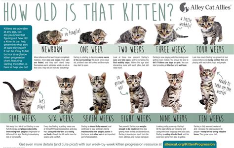 Watch now! cute cats that will make you cry And restore your faith in