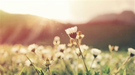 Free Images Nature Blossom Light Field Meadow Sunlight Morning