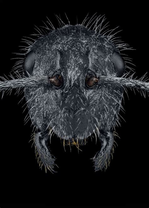 A Close Up Of A Bug On A Black Background