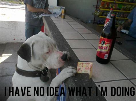 Check spelling or type a new query. Dog and beer | I Have No Idea What I'm Doing | Know Your Meme