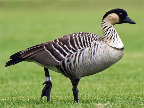 Hawaiian Goose Ebird In 2020 Rare Birds Hawaiian Wetland