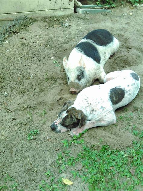 A Dog And A Pig Survived In The Florida Wilderness