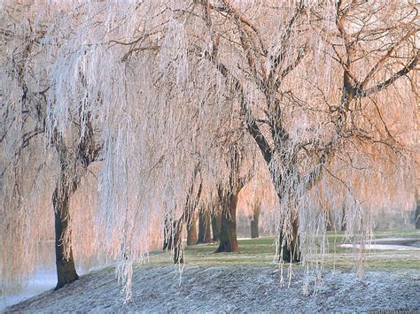 Desktop Wallpapers Natural Backgrounds Ice Covered Willow Trees