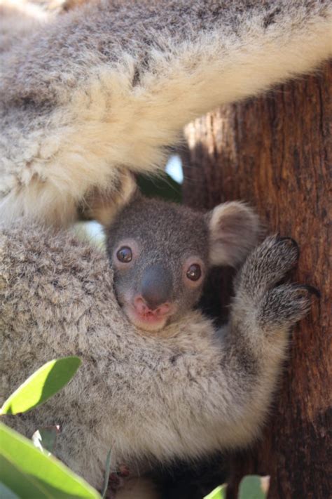 Peekaboo Koala Joey Emerges From Pouch Animal Fact Guide