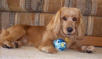 golden cocker retriever dog breed information  pictures