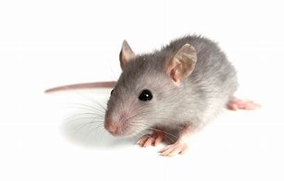 Mouse Gray Control Rodent Plan Pet Pest
