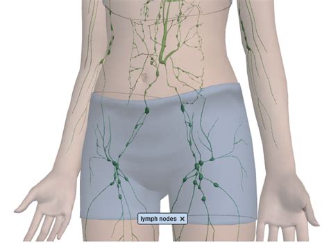 What Does The Lymphatic System Do And How Does It Spread Cancer
