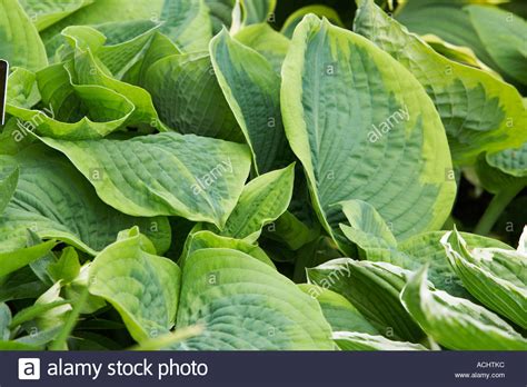 Hosta Frances Williams Hi Res Stock Photography And Images Alamy