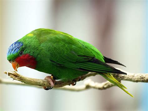 Lory Parrot Bird Tropical 3 Wallpapers Hd Desktop And Mobile Images