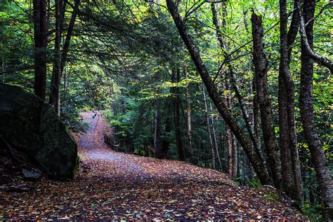 Path In Autumn Photograph By Vishwanath Bhat Pixels