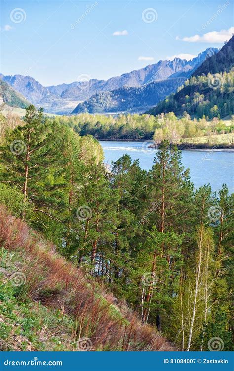 Altai River Katun Near Mountain Village Chemal Russia Stock Image