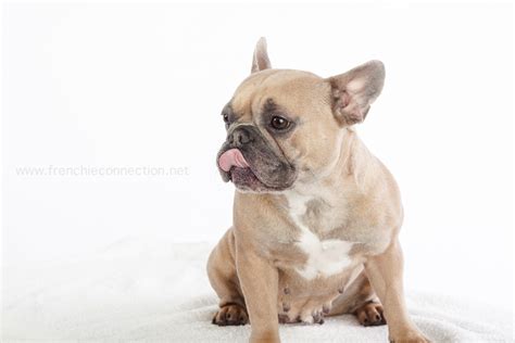 The french bulldog has enjoyed a long history as a companion dog. French Bulldog Puppies NYC
