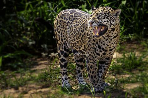 Jaguar Facts Panthera Onca