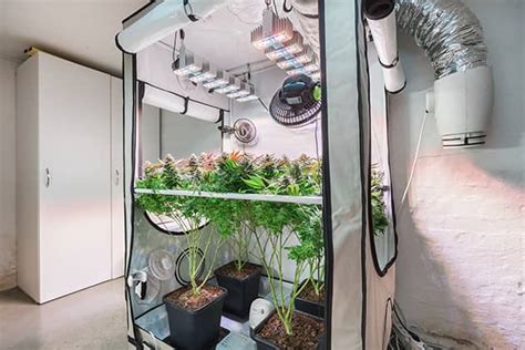 How To Grow Cannabis Indoors Initial Setup Dummies