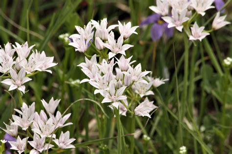 Little White Flowers In Grass In Spring White Little Daisy Flowers On