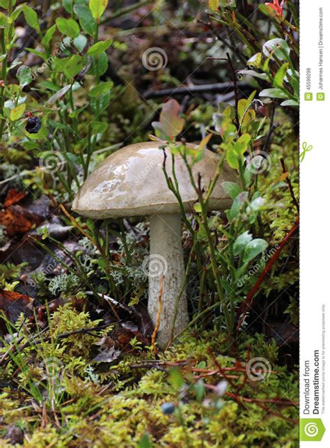 Single Mushroom Stock Photo Image Of Green Black Colors 45599298