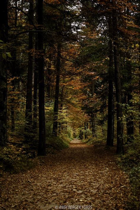 Spaziergang Durch Den Herbstwald Walk Through The Autumn Flickr