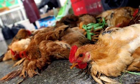 Slaughtered chickens displayed for sale at a wholesale poultry market in shanghaicredit: Bird flu threat leads to closure of poultry markets in ...