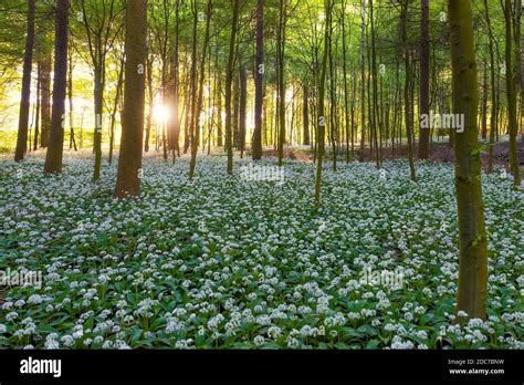 A Beech Tree Forest Jutland Denmark Comes To Life With Wild Ramson