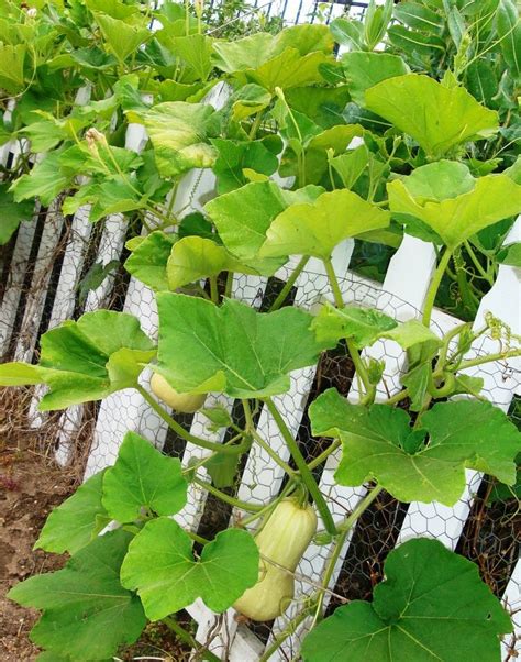 Butternut squash is a rather common variety of squash. Butternut squashes growing on the fence | Vegetable Plants ...
