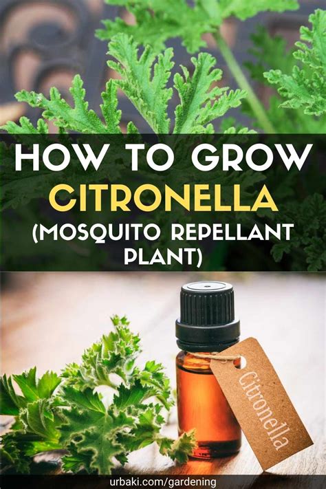 how to grow citronella mosquito repellant plant