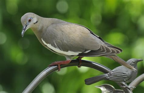 White-winged Dove - BirdWatching