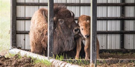 Its A Boy Bison Delivers Healthy Bull Calf Source Colorado State