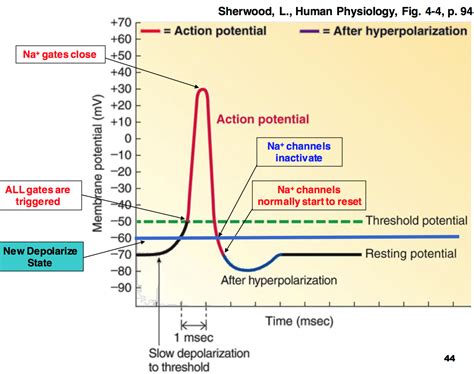Image Result For Action Potential Graph With Images Physiology