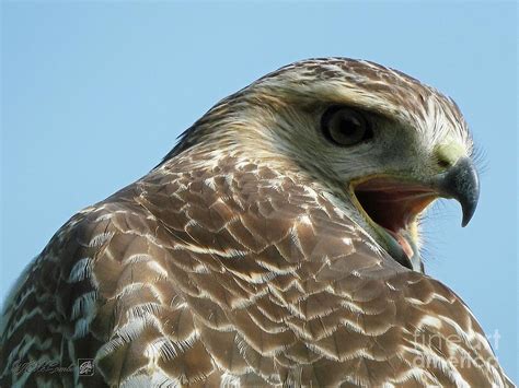 Juvenile Red Tailed Hawk Photograph By J Mccombie